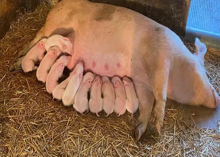 Casa vacanze In Near The Forest