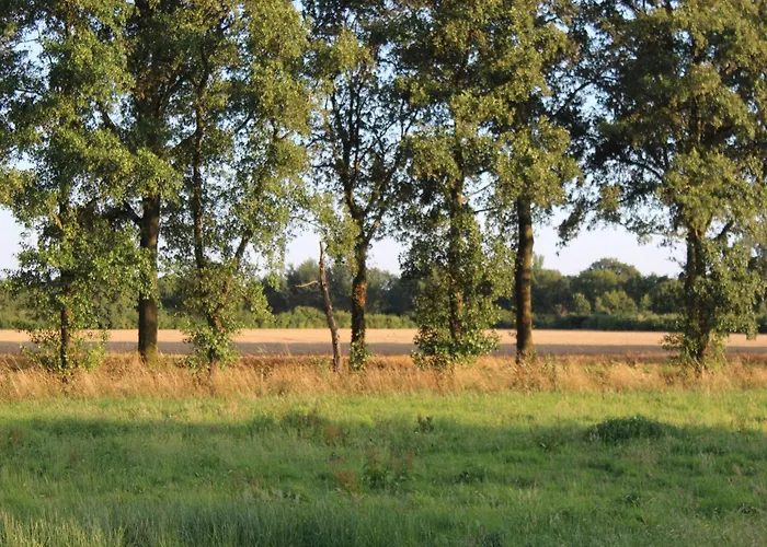 In Near The Forest *