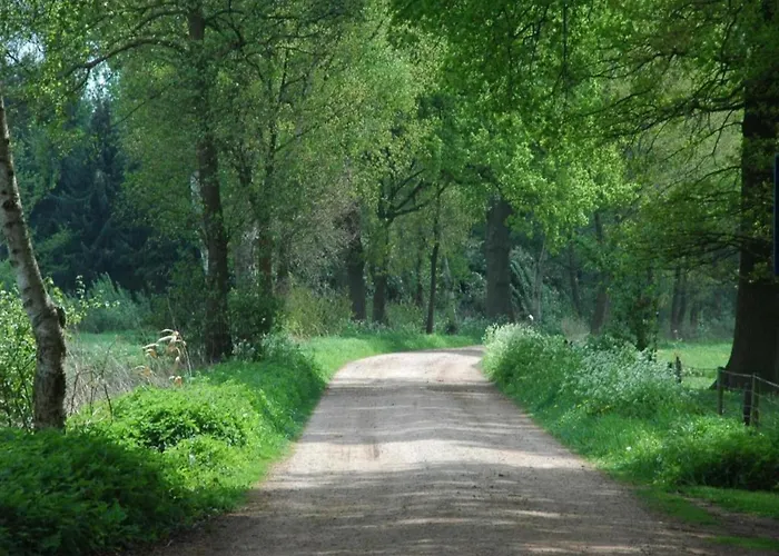 In Near The Forest *