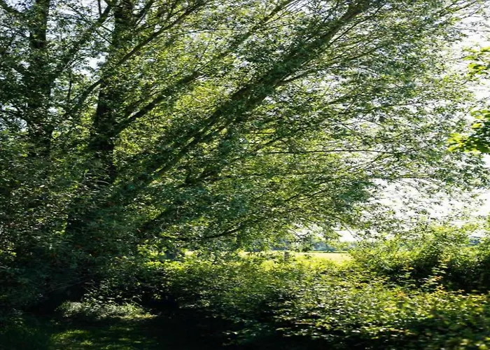 In Near The Forest *