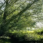 In Near The Forest *