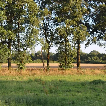 In Near The Forest *