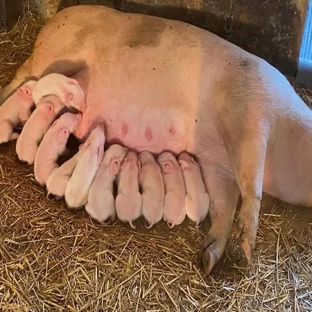 Dom wakacyjny In Near The Forest