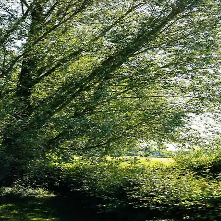 In Near The Forest *