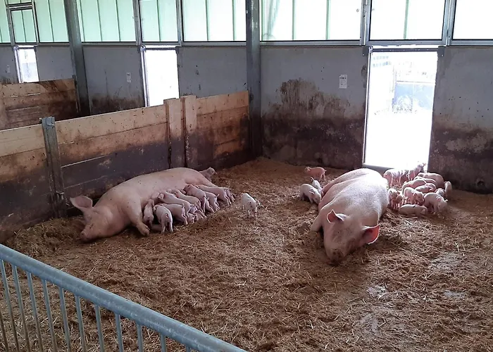 In Near The Forest Dom wakacyjny